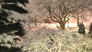 Snow on Trees