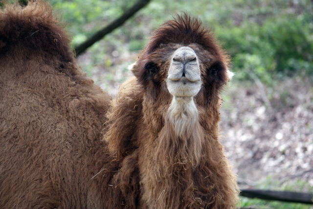 CleMetZoo Bactrian camel_1391540589987_2262282_ver1.0_640_480