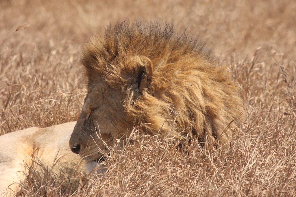 Profile view of lion resting in dry grass landscape