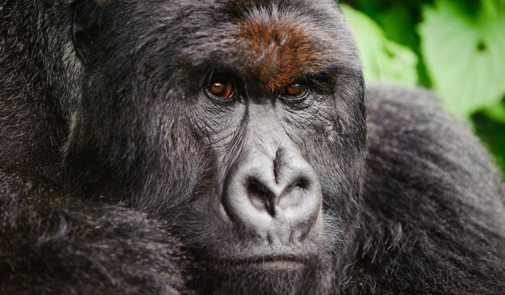 Silverback Mountain Gorilla, Democratic Republic of Congo