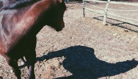 Horse Looking At Shadow On Ground In Ranch On Sunny Day