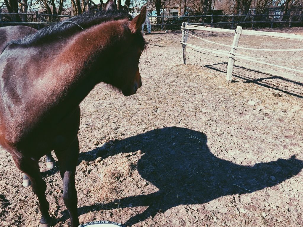 Horse Looking At Shadow On Ground In Ranch On Sunny Day