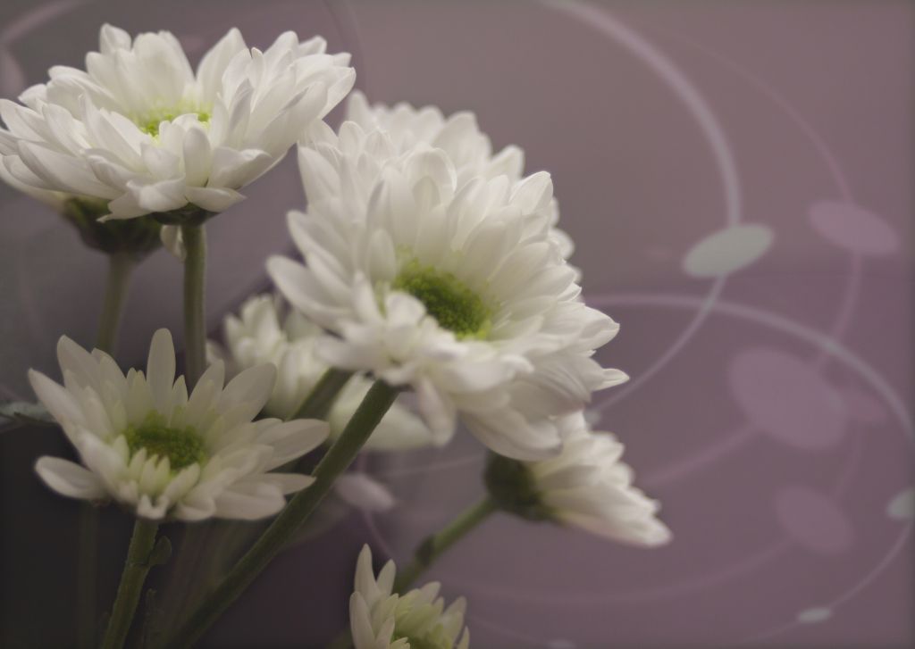 Spray mums (Mourning image)