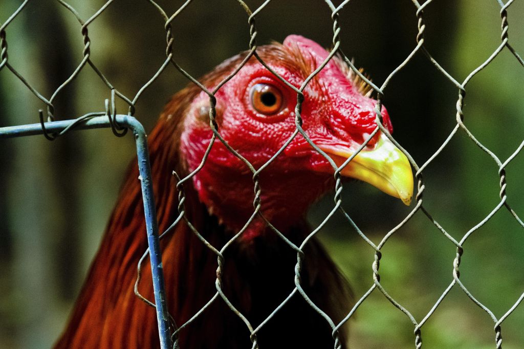 Cockfight in Colombia