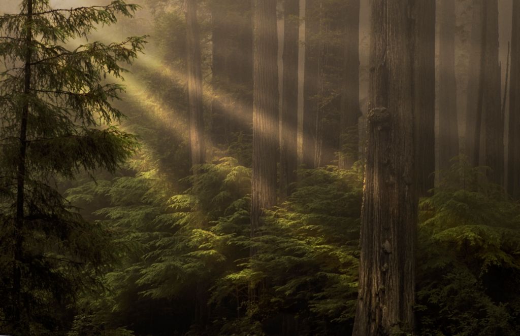 Rays and Redwoods.