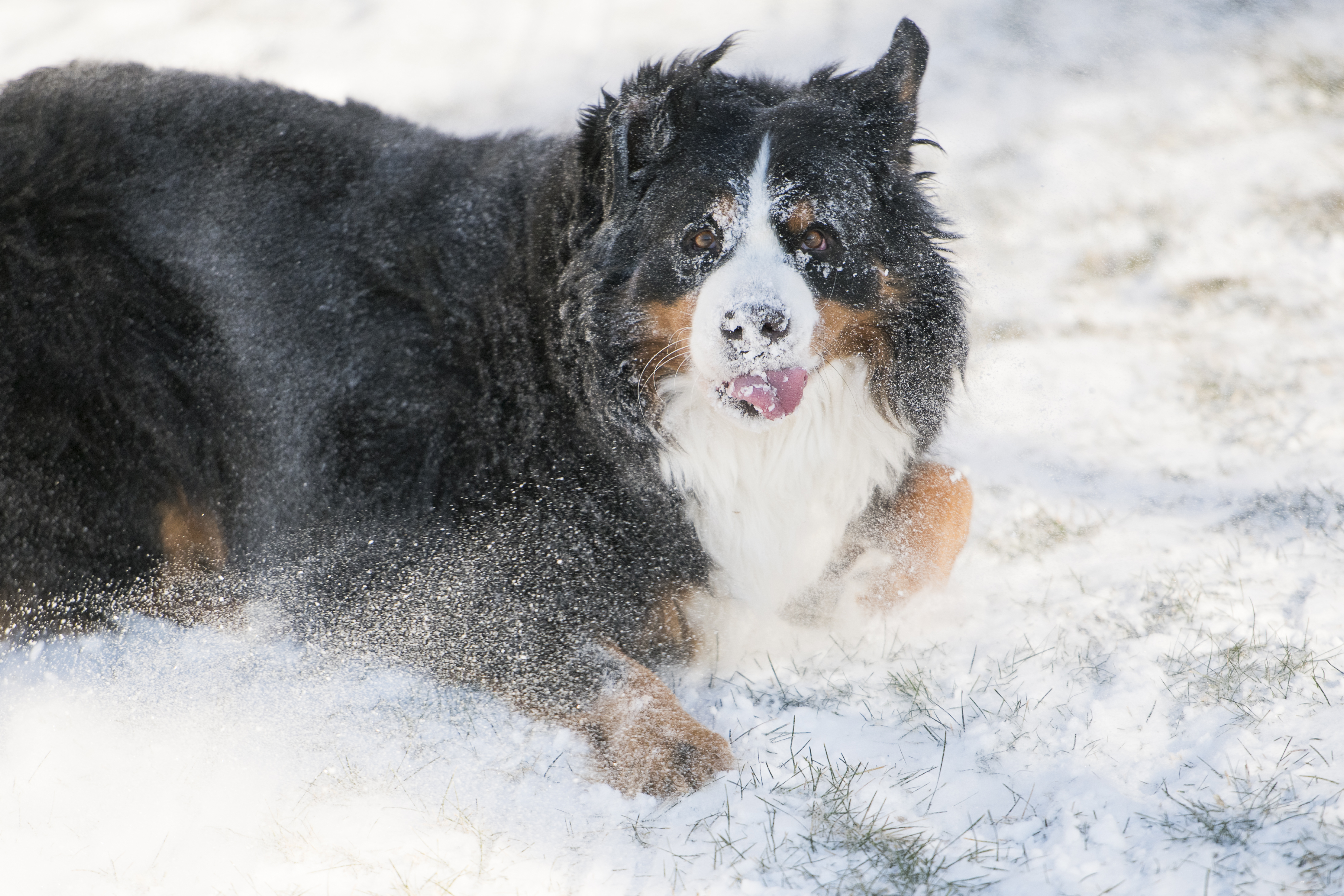 A Bernese Mountain Dog Is Fully Covered and Rolling in Snow