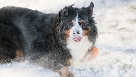 A Bernese Mountain Dog Is Fully Covered and Rolling in Snow