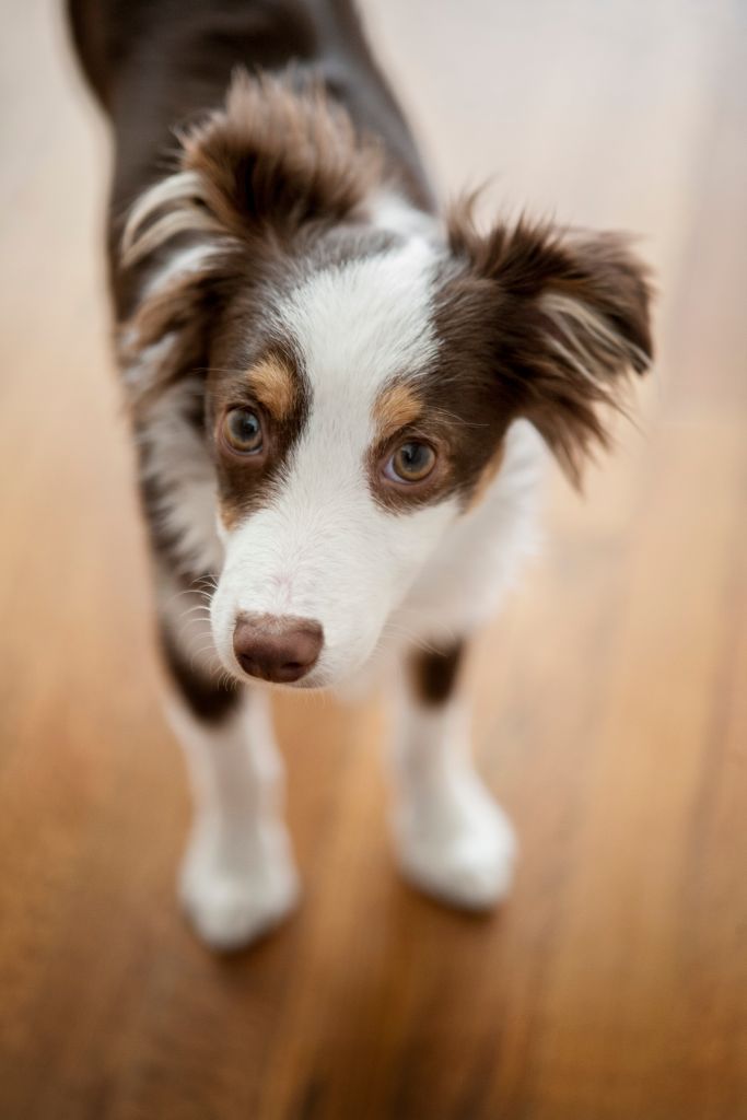 Portrait of Toy Australian Shepherd