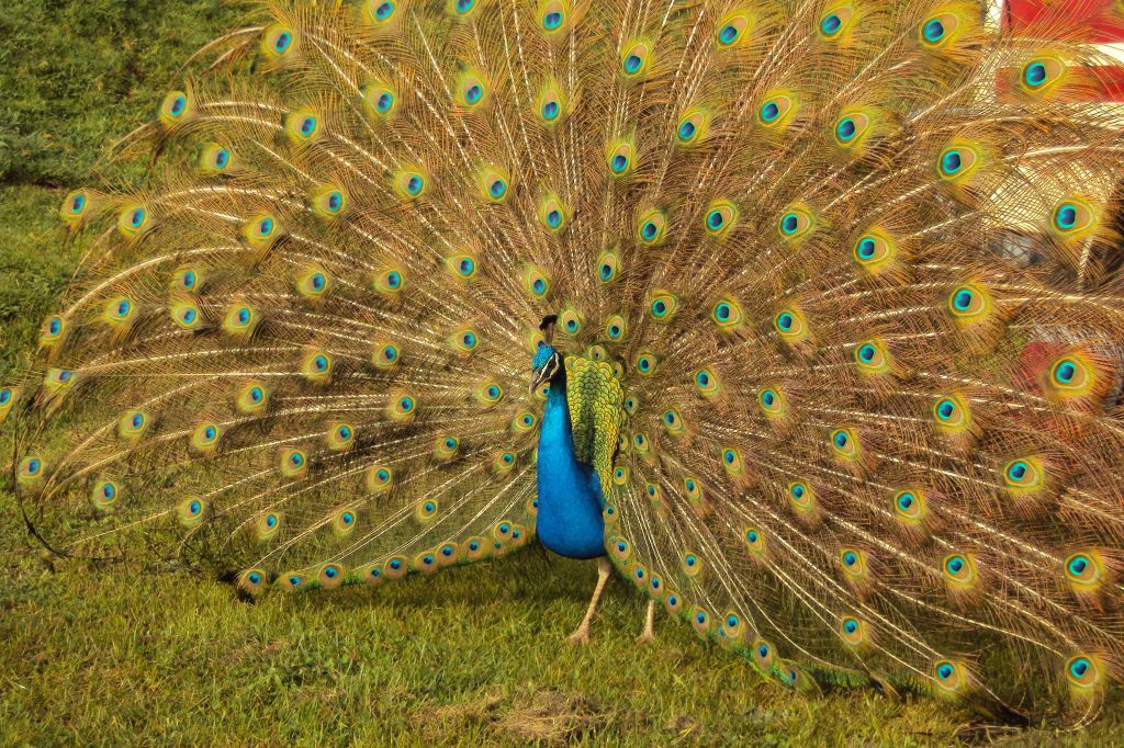 Peacock With Fanned Out Feather On Grassy Field