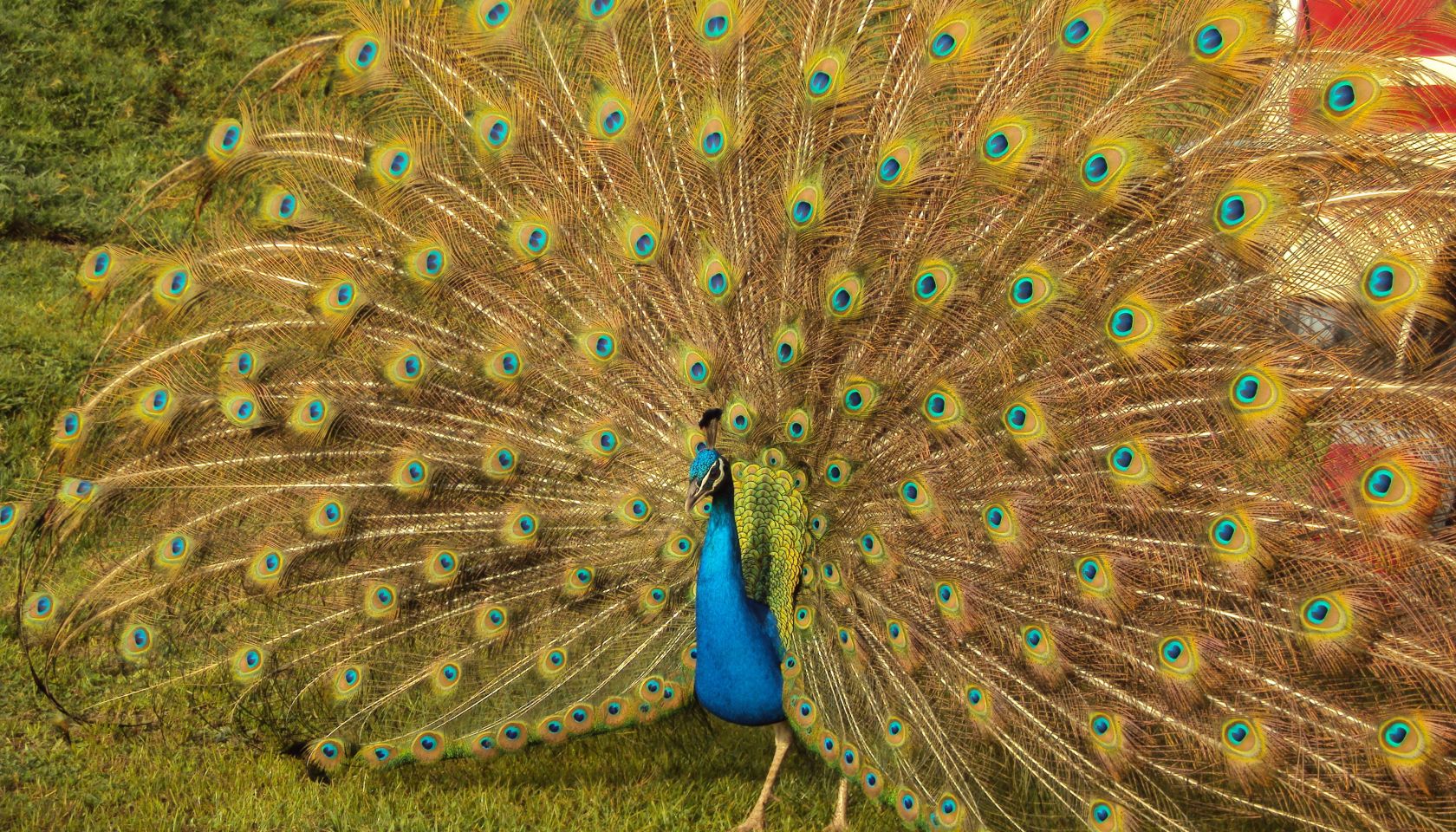 Peacock With Fanned Out Feather On Grassy Field