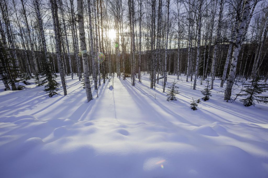 Snow covered forest with afternoon sun