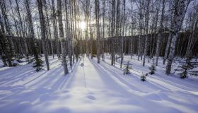 Snow covered forest with afternoon sun