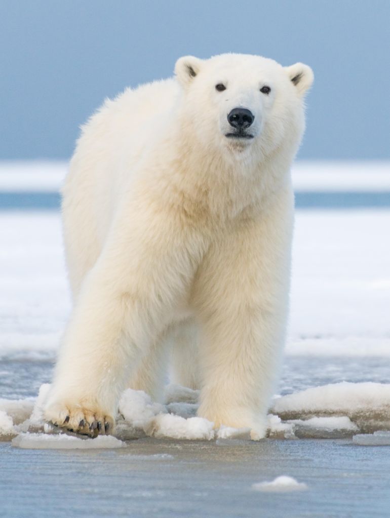 Polar_bear_6