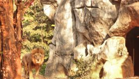 Portrait Of Lion Standing In Forest