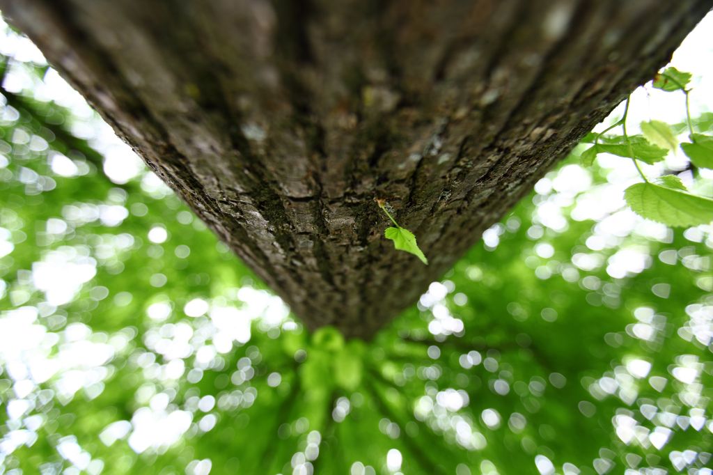 Low angle view of defocused tall tree, with single leaf in the foreground