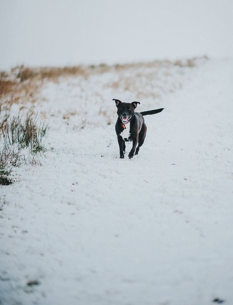 Black Dog in snow