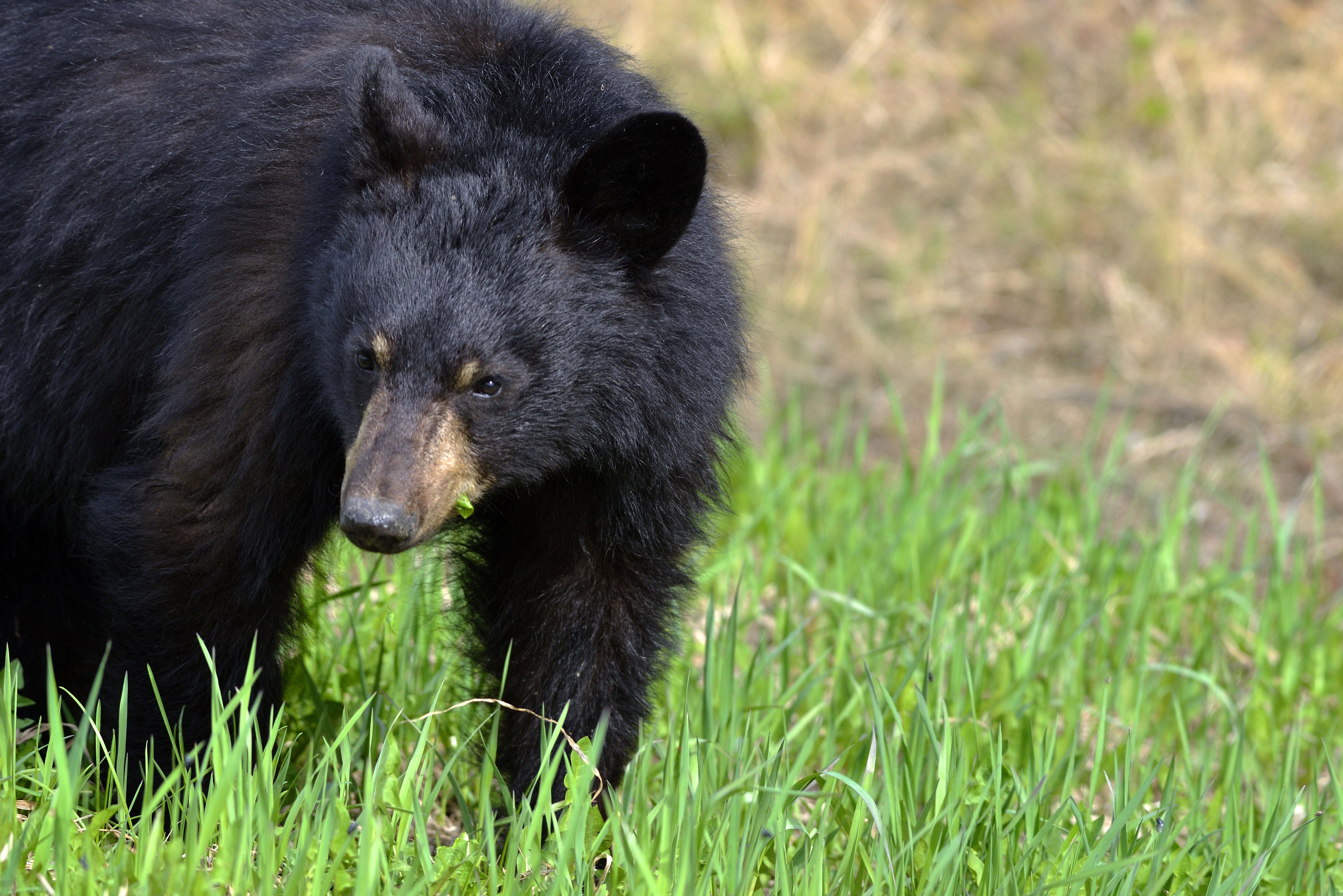 American Black Bear (Ursus Americanus), Alaska Highway