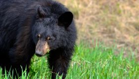 American Black Bear (Ursus Americanus), Alaska Highway