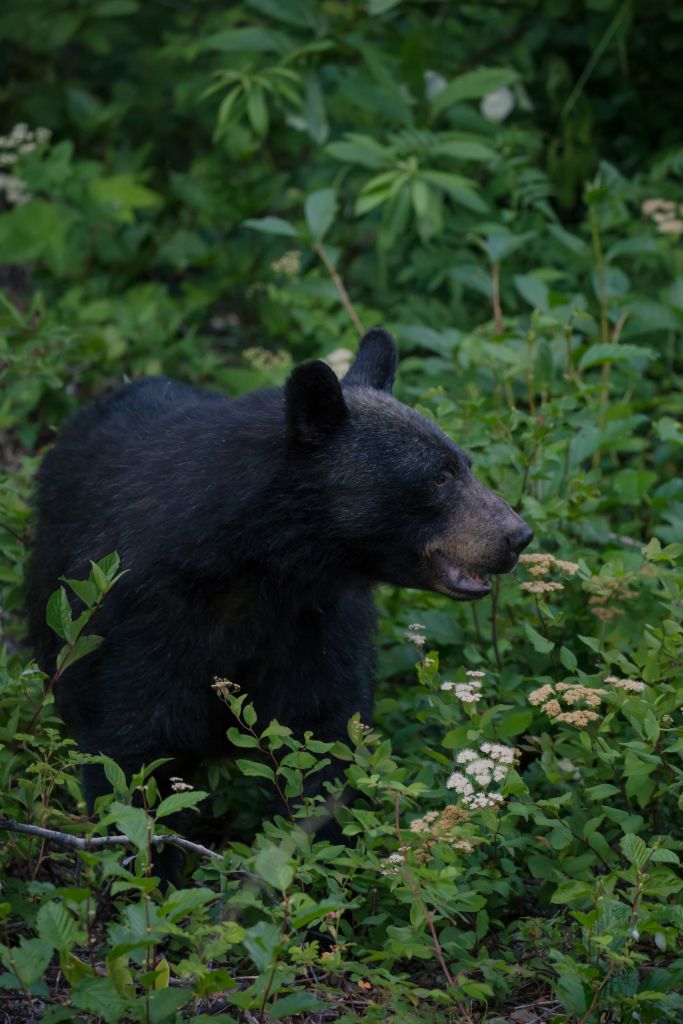 Close-Up Of Bear Amidst Plants