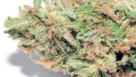 Close-Up Of Dry Marijuana On Table