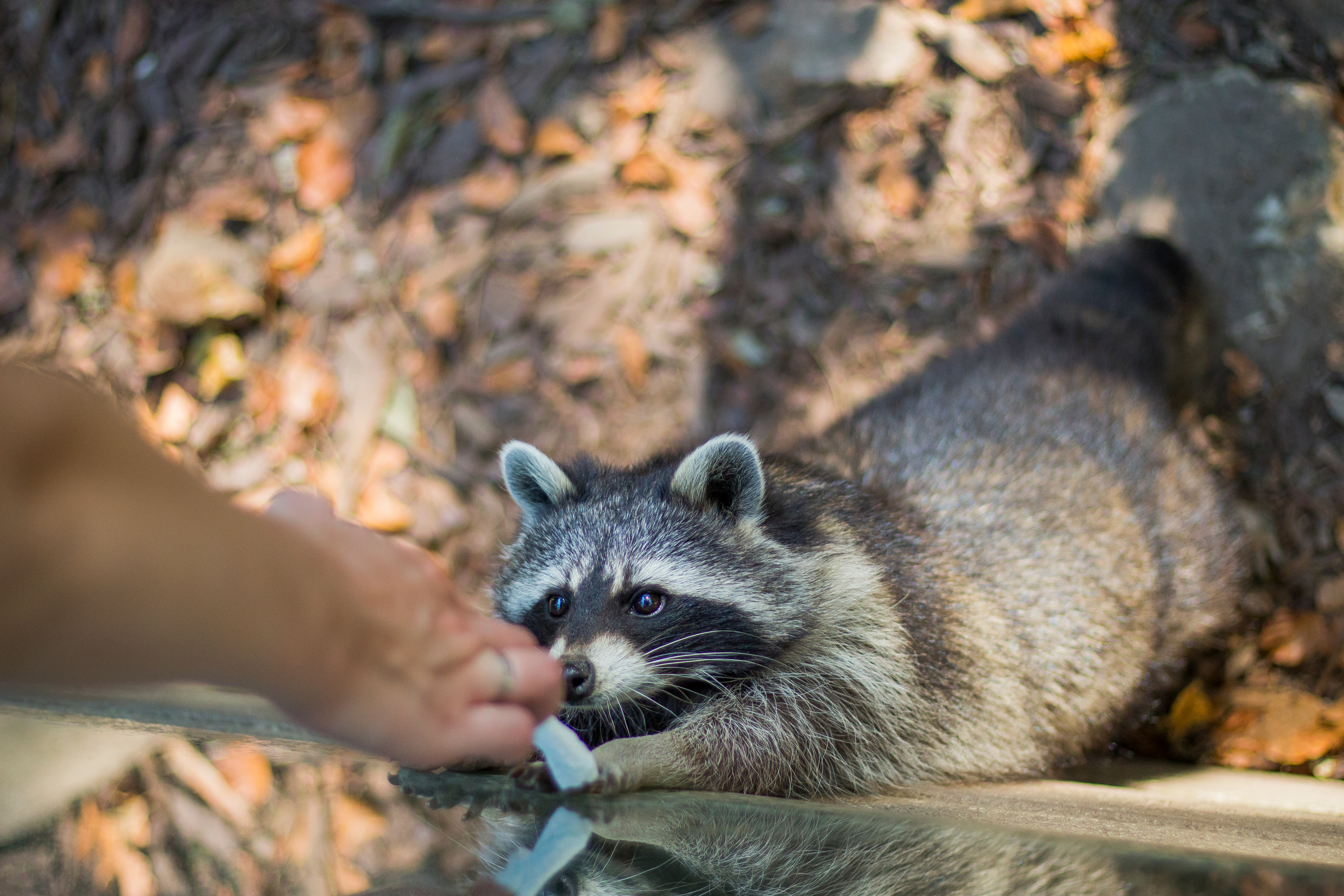 Close-Up Of Hand Feeding Racoon