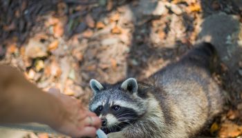 Close-Up Of Hand Feeding Racoon