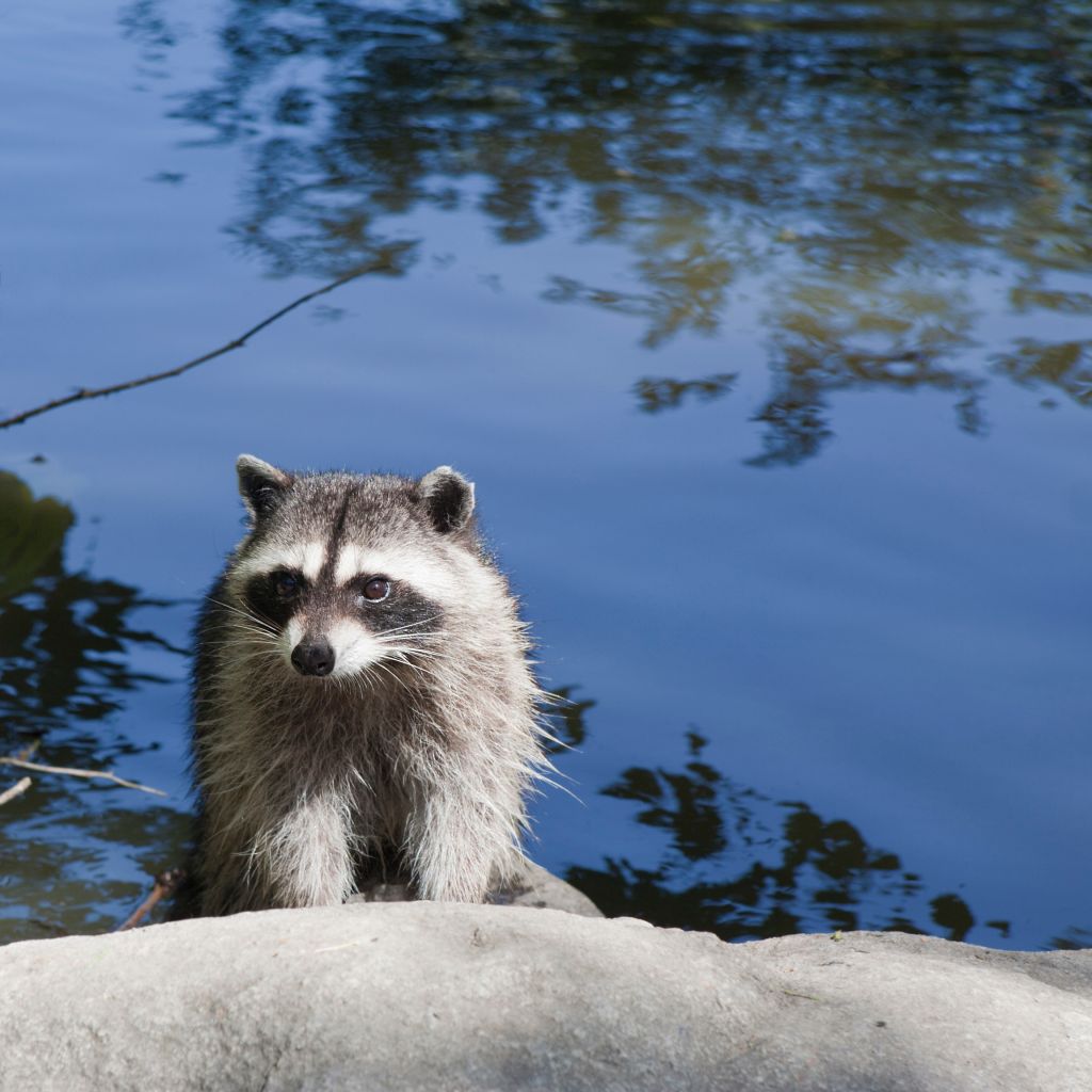 Raccoon By Lake