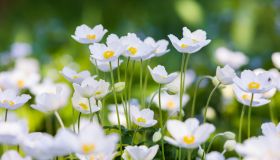 Snowdrop Anemone - Anemone sylvestris- in Spring season. Shallow focus.