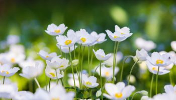 Snowdrop Anemone - Anemone sylvestris- in Spring season. Shallow focus.