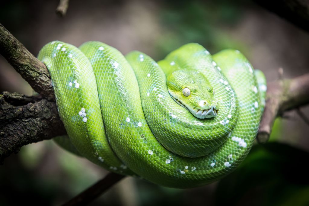 Python Schlange Zoo