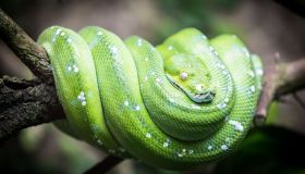 Python Schlange Zoo
