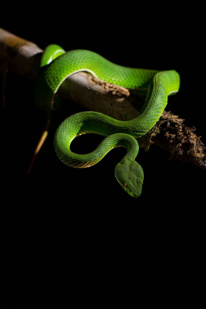 Green pit viper on black background