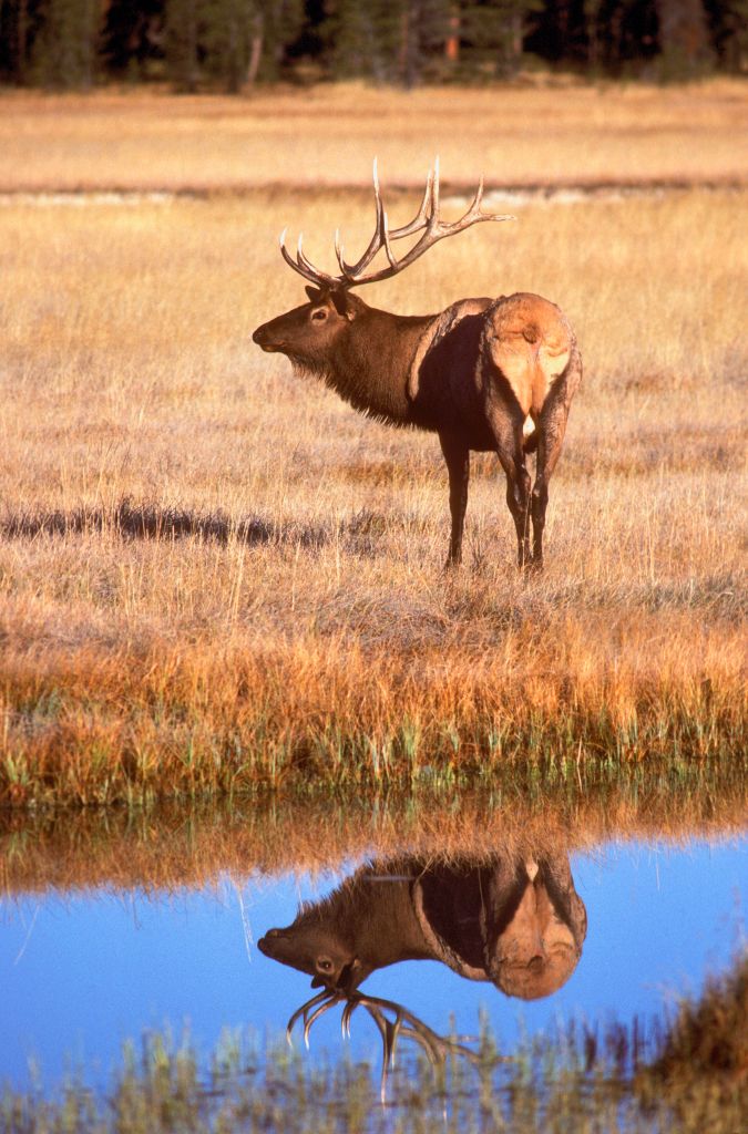 Bull Elk Reflection