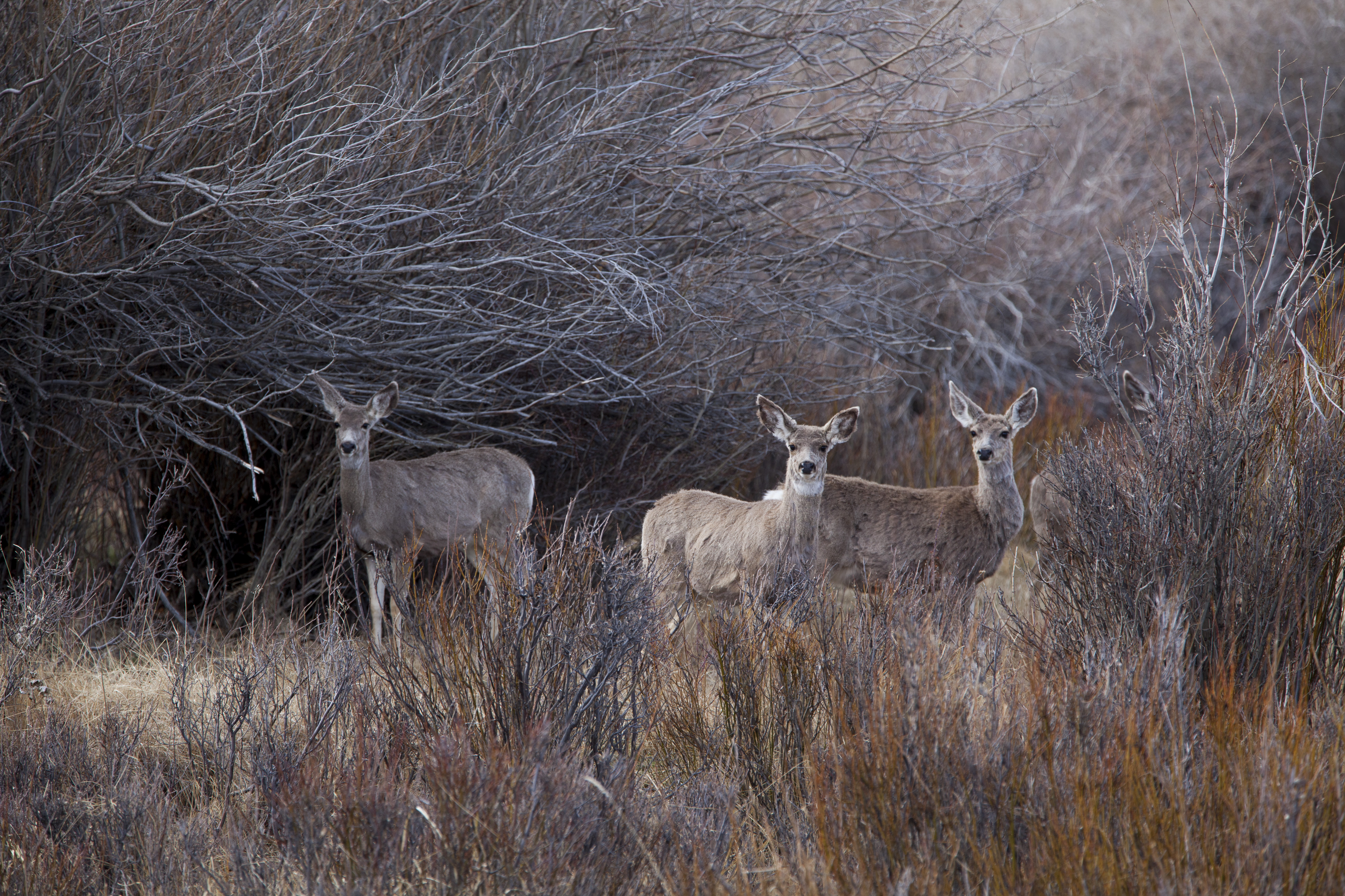 Wildlife, ranching and oil & gas interests sometimes collide on Wyoming's land