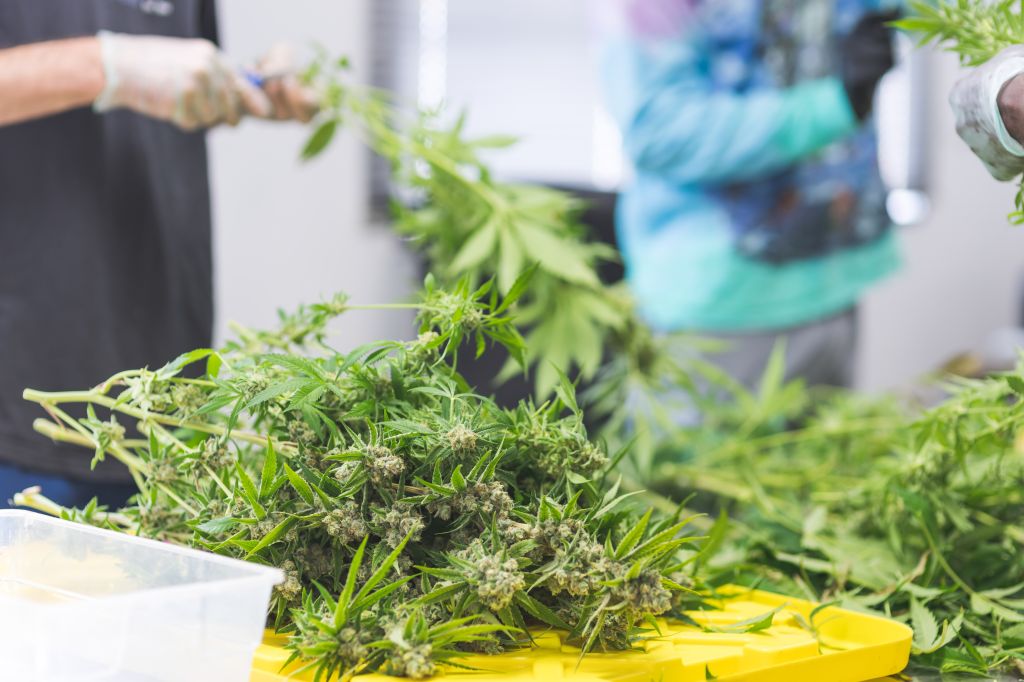 Cannabis plants grow under artificial lights
