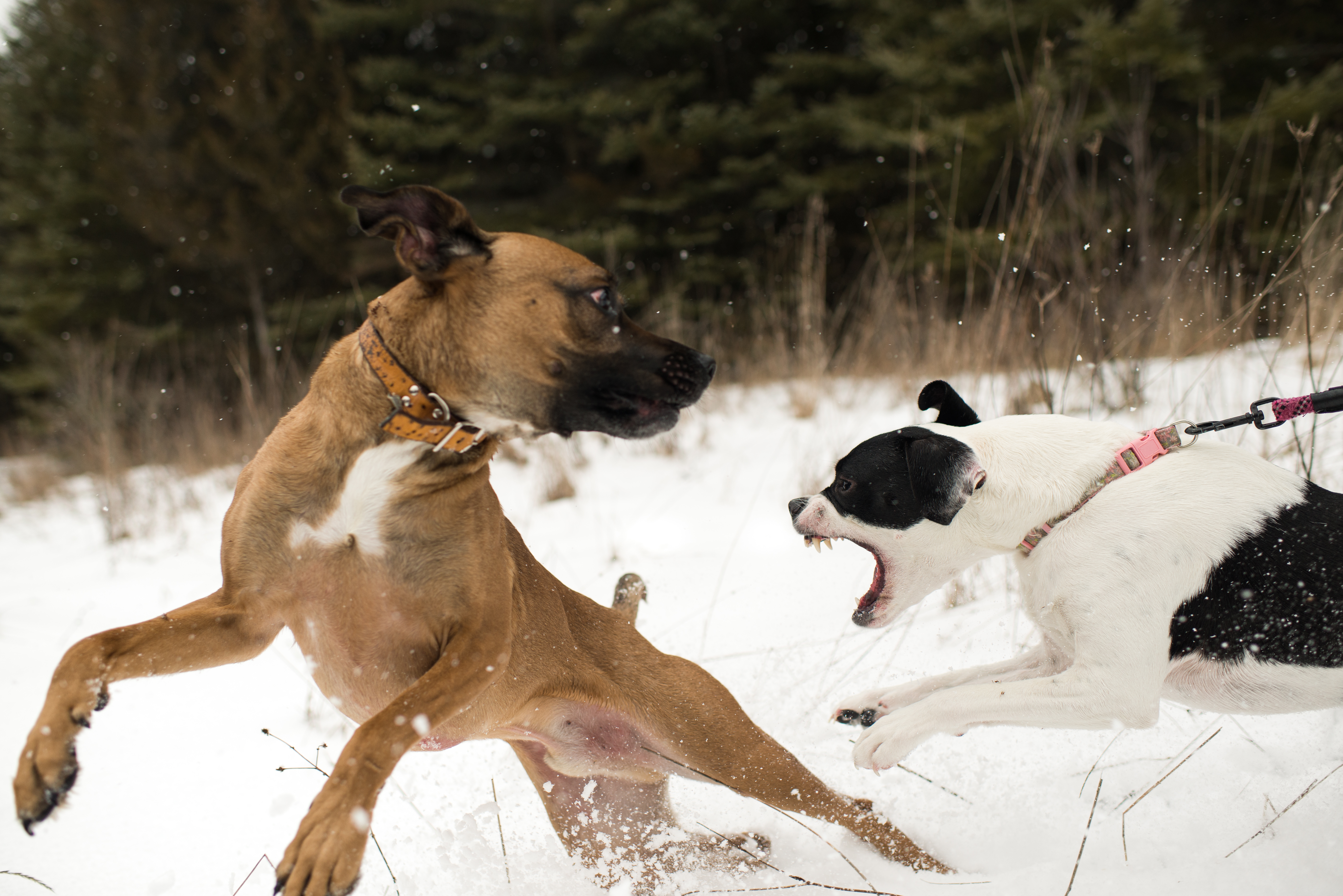 Dog running away from aggressive dog on leash in snow