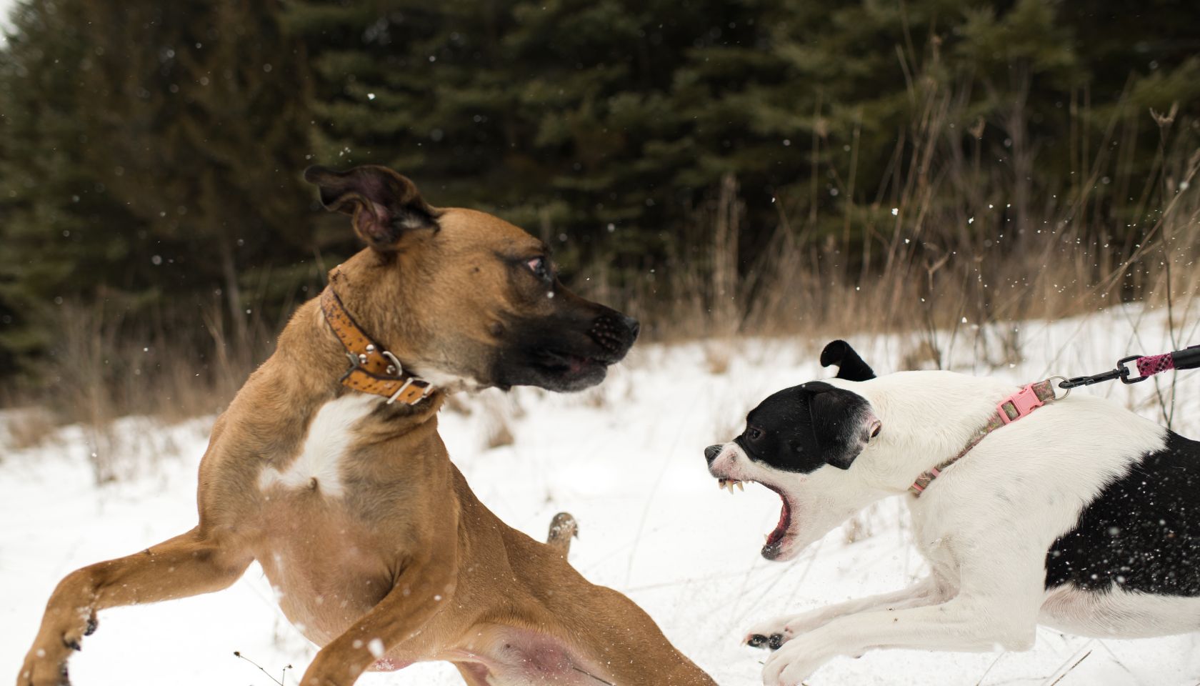 Dog running away from aggressive dog on leash in snow