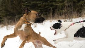 Dog running away from aggressive dog on leash in snow