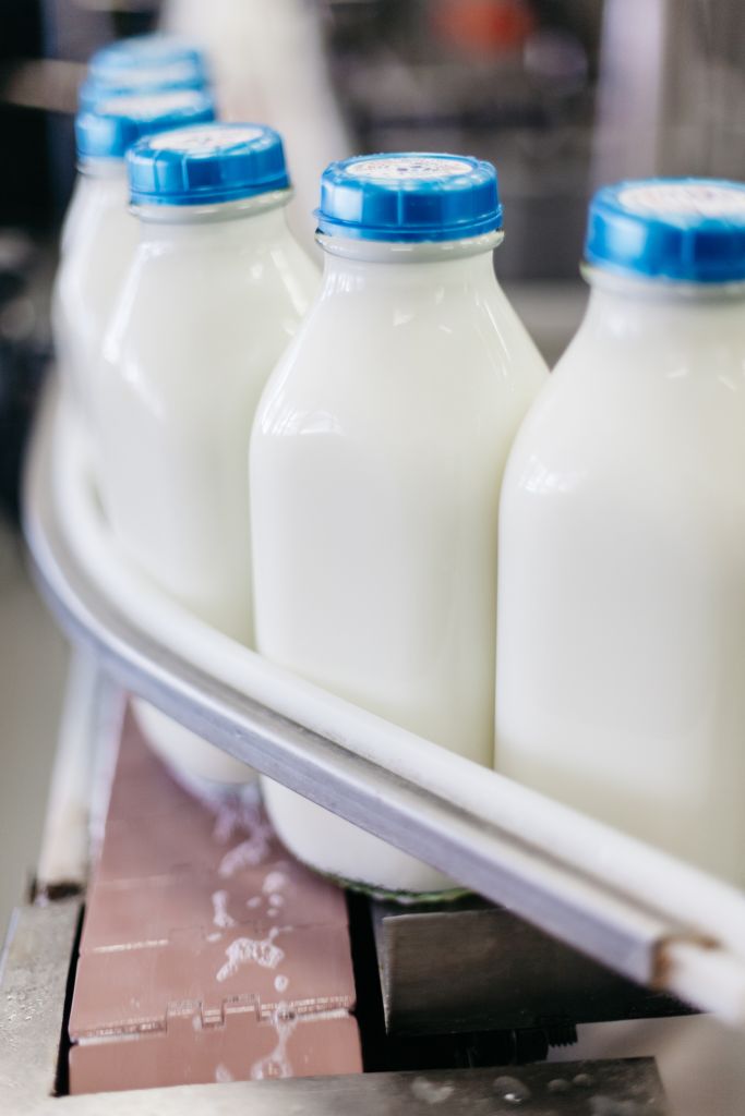 Full Milk Bottles on a Conveyor Belt