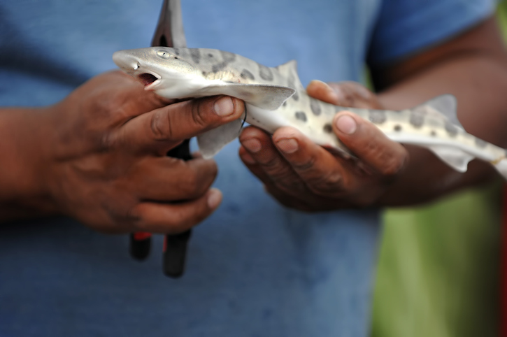Baby Shark