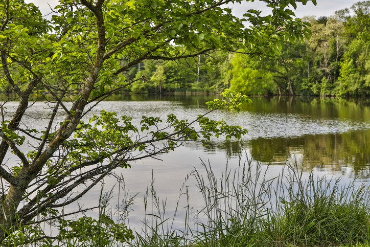 Peaceful morning at Horseshoe Lake, Shaker Heights, Ohio, USA