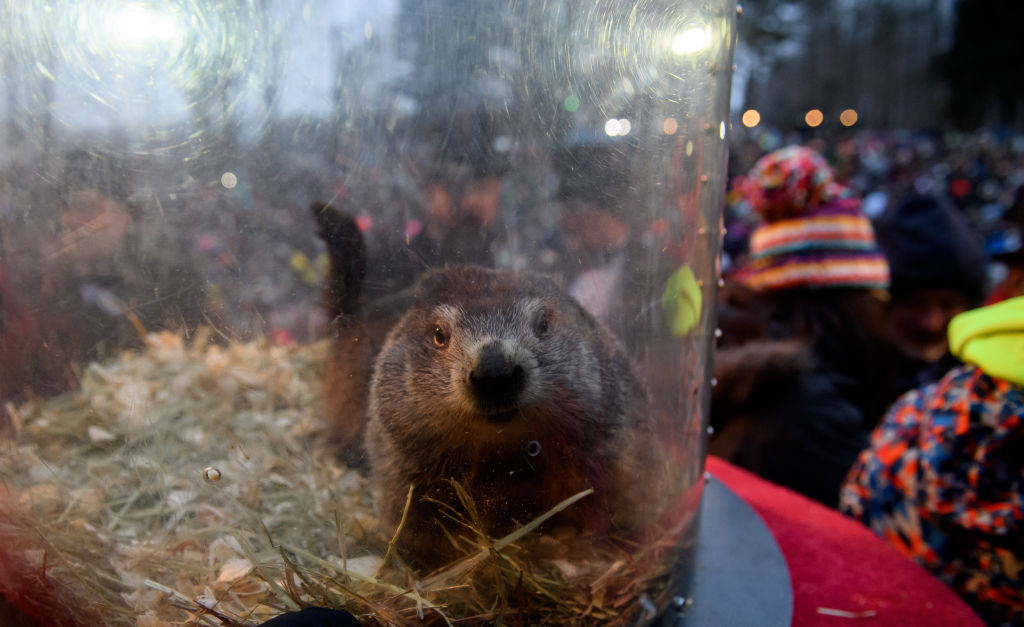 'Punxsutawney Phil' Looks For His Shadow At Annual Groundhog Day Ritual In PA