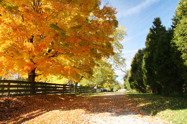 Autumn Road Ohio