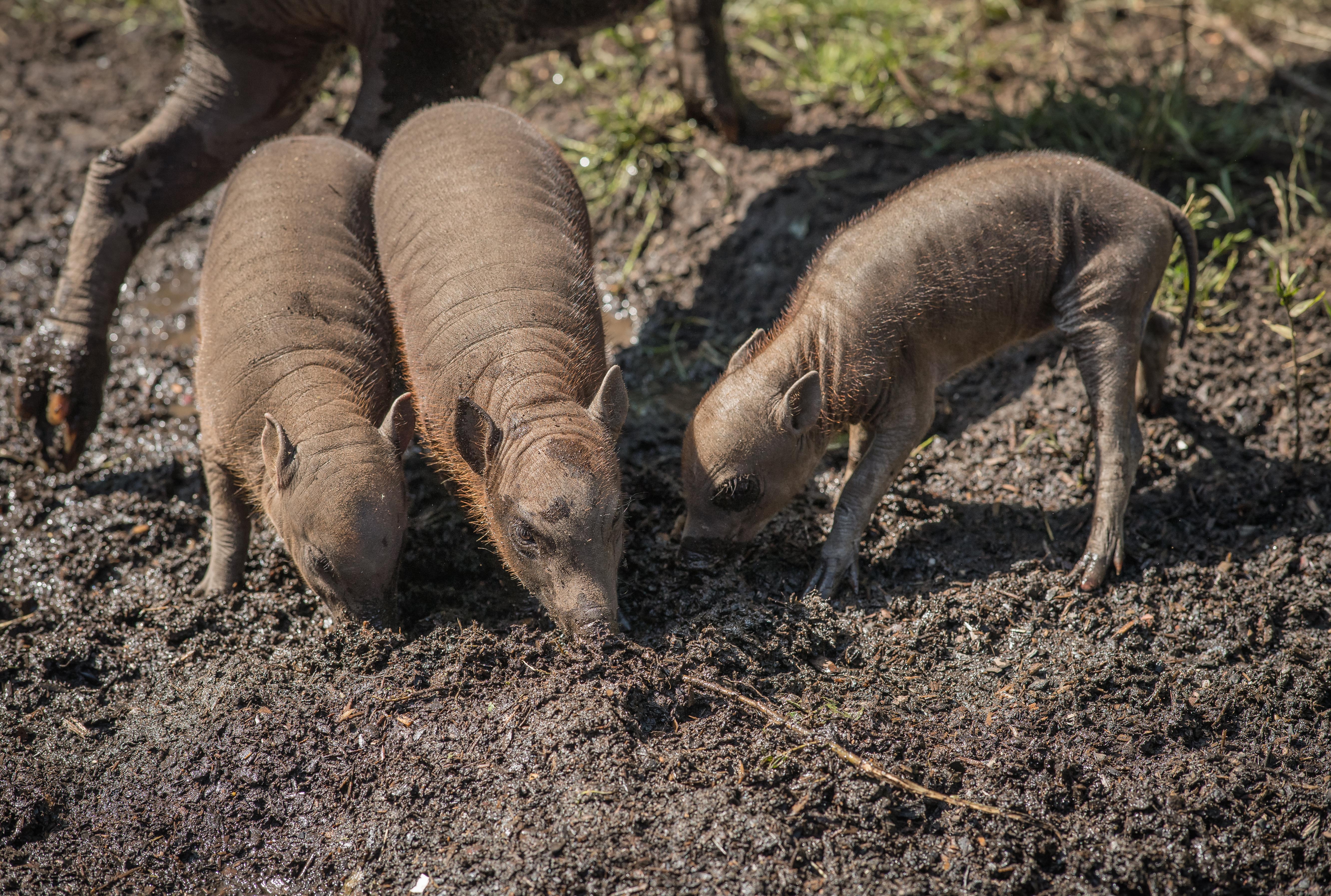 Three little piggies! Rare Babirusa trio born at Chester Zoo