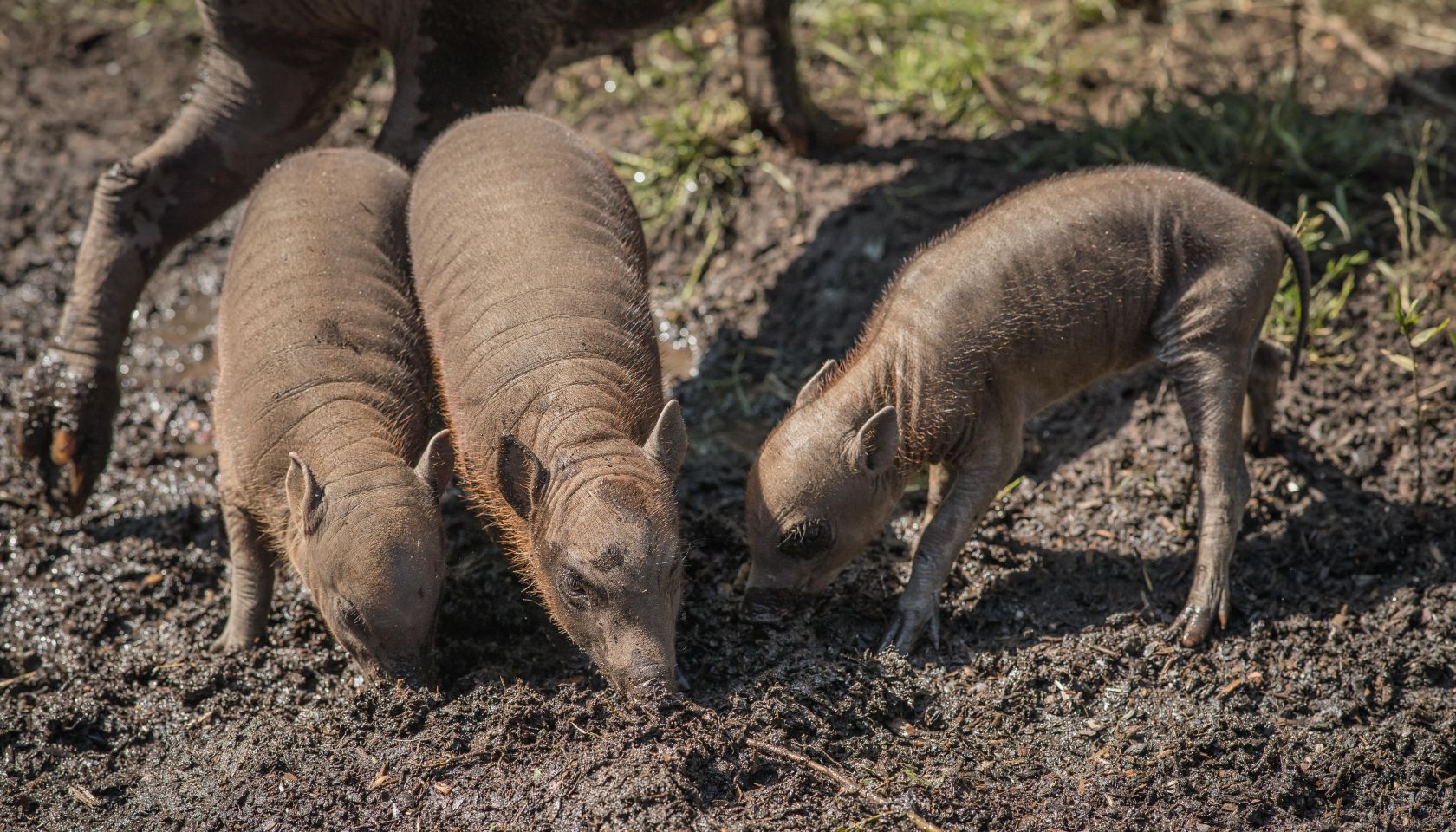 Three little piggies! Rare Babirusa trio born at Chester Zoo