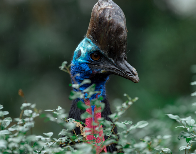 Cassowary bird, close up