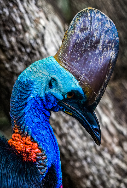 Southern Cassowary