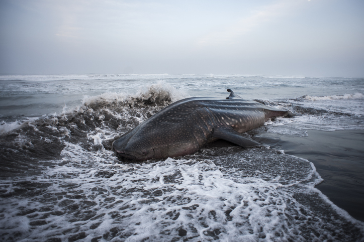 Whale On Sea Shore At Beach