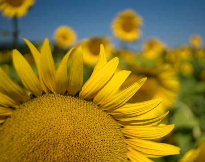 Close up of a Sunflower in the Field
