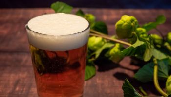 Homemade craft beer brewing: A glass of blond beer with white foam and a branch of hops with hops flowers